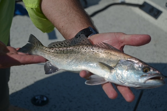 Speckled Trout Fishing in Northeast Florida Where and How to Catch Them